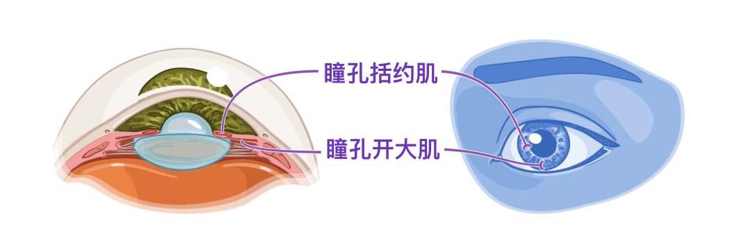 眼睛22.jpg