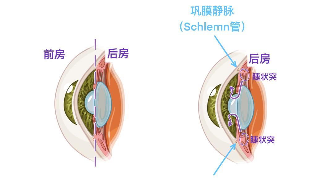 眼睛18.jpg