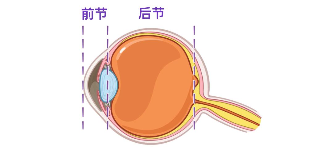 眼睛17.jpg