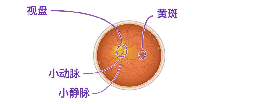 眼睛15.jpg