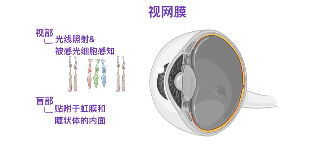 眼睛13.jpg