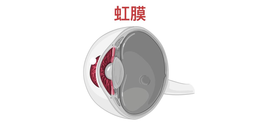 眼睛12.jpg