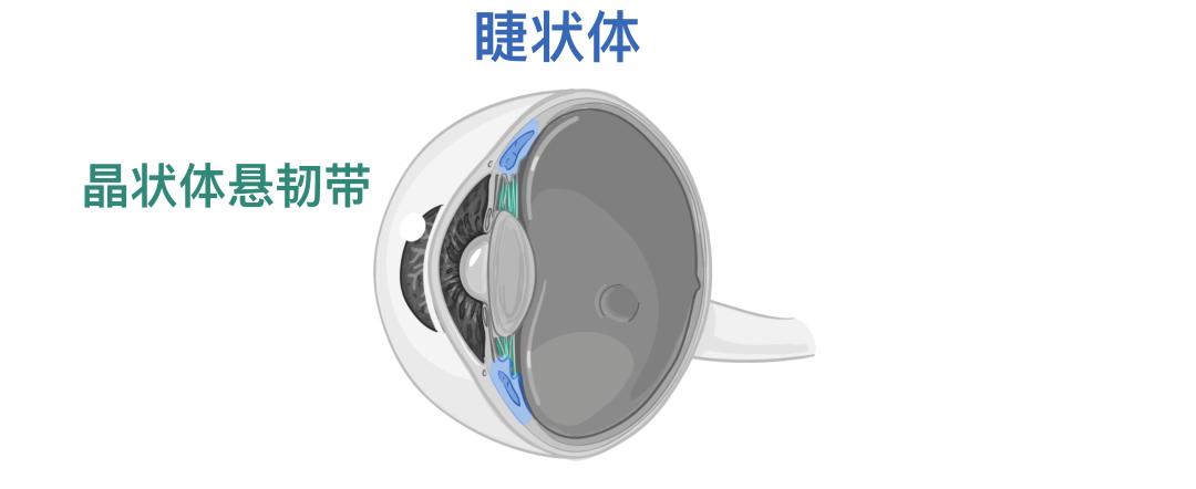 眼睛11.jpg
