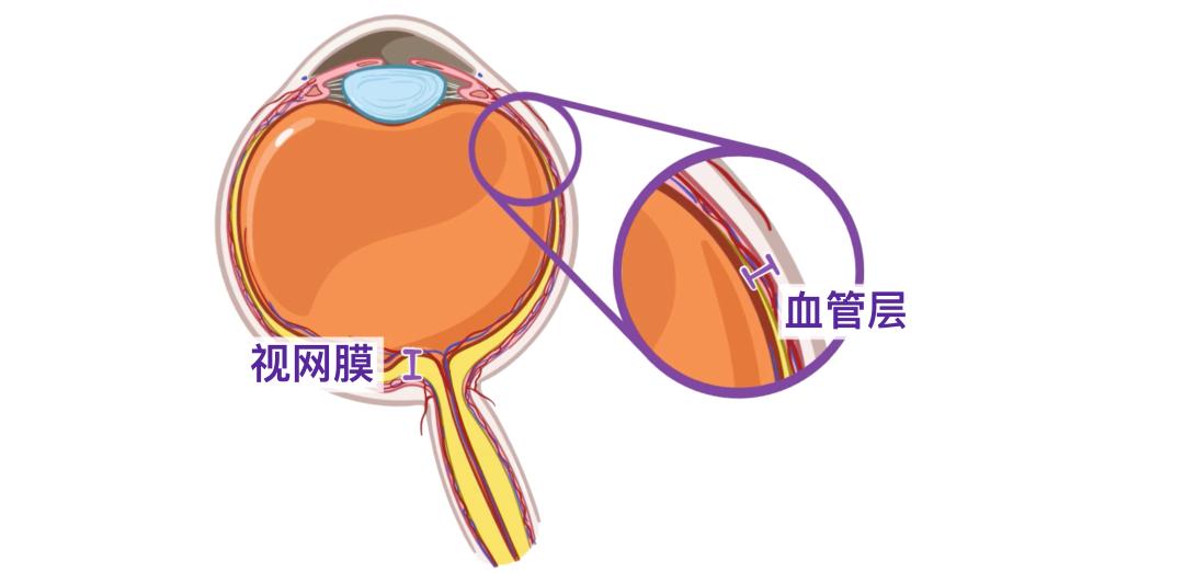 眼睛8.jpg