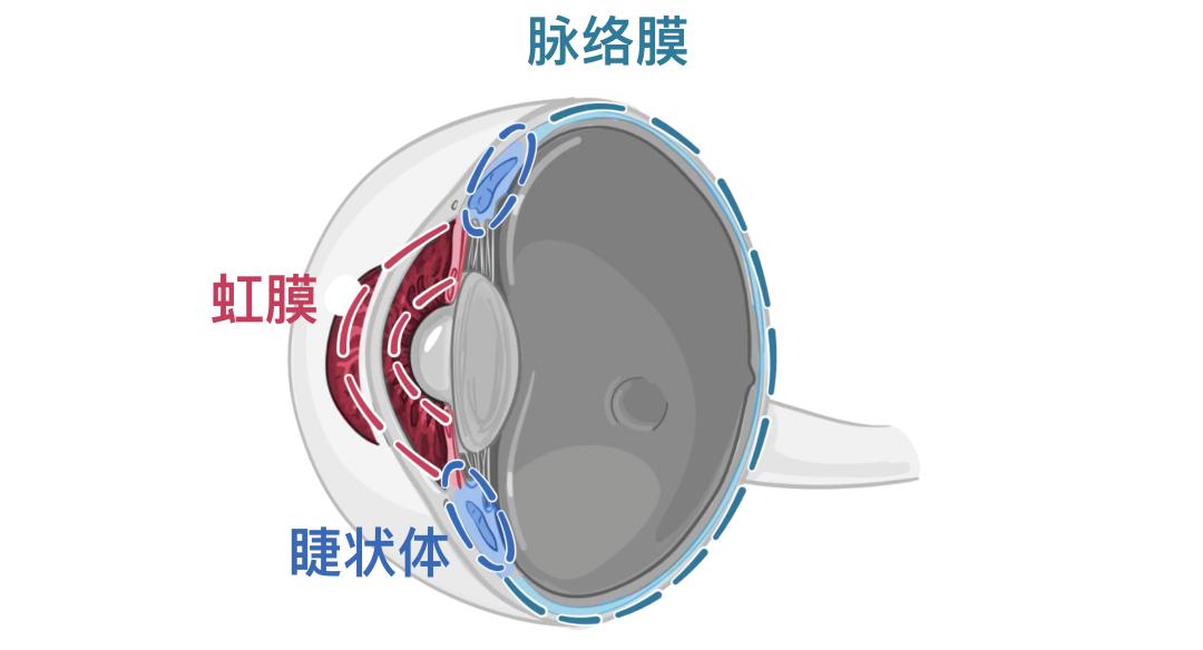 眼睛9.jpg
