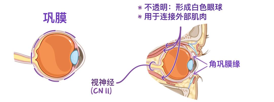 眼睛7.jpg