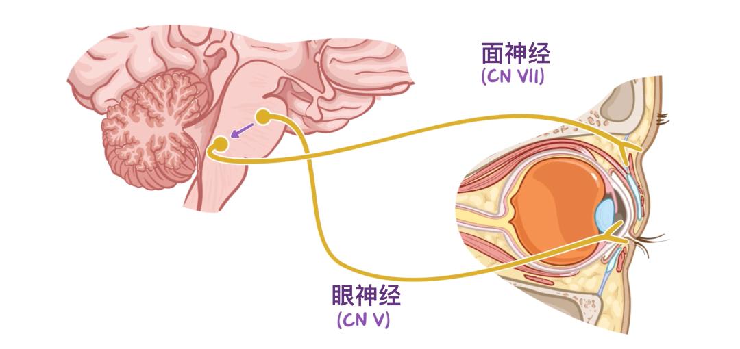 眼睛6.jpg