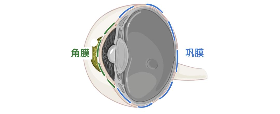 眼睛4.jpg