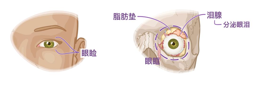 眼睛2.jpg